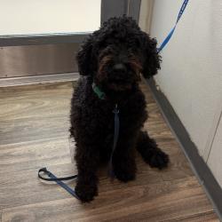 Shelter Stray Female Dog last seen Near Taylor Street, San Diego, CA, 92110, 5500 Gaines St, San Diego, CA 92110, USA