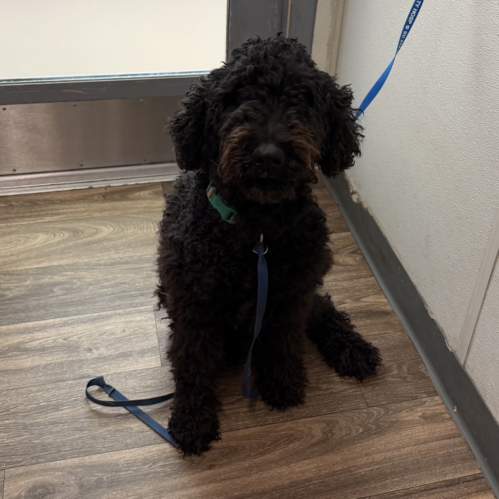 Shelter Stray Female Dog last seen Near Taylor Street, San Diego, CA, 92110, 5500 Gaines St, San Diego, CA 92110, USA