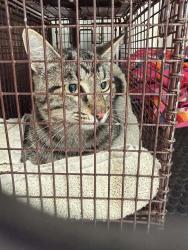 Shelter Stray Male Cat last seen Near Iguana Circle, AUSTIN, TX, 78735, 7201 Levander Loop bldg a, Austin, TX 78702, USA