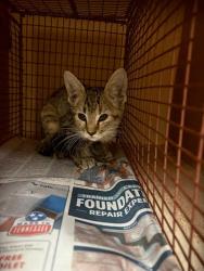Shelter Stray Female Cat last seen Near Gonzales Street, AUSTIN, TX, 78702, 7201 Levander Loop bldg a, Austin, TX 78702, USA