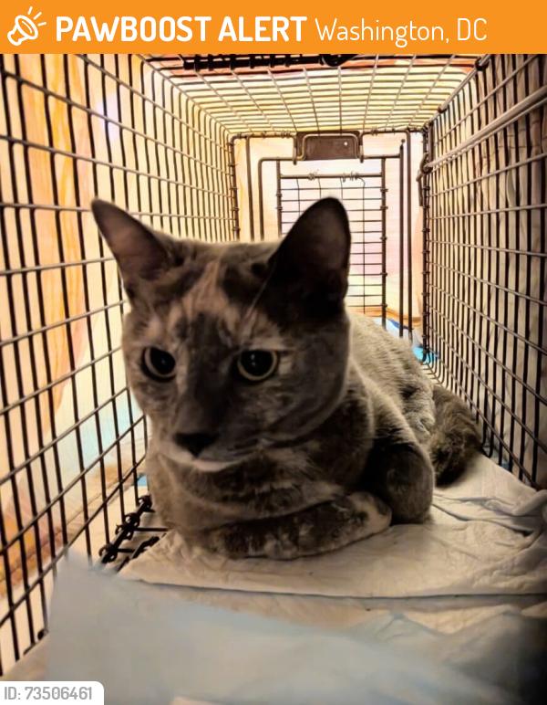 Found/Stray Female Cat last seen 8th and Lawrence St NE, Washington, DC 20017