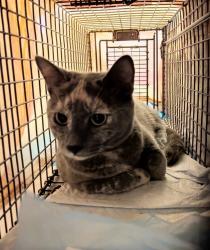 Found/Stray Female Cat last seen 8th and Lawrence St NE, Washington, DC 20017