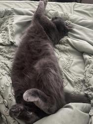 Reunited Male Cat last seen Hull Road, Fayetteville, NC, Fayetteville, NC 28303