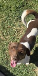Reunited Male Dog last seen Near River Rd. Modesto CA 95351, Modesto, CA 95351