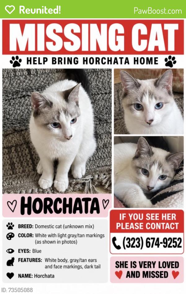Reunited Female Cat last seen Near N Hicks Ave, Los Angeles, CA 90063, USA, Los Angeles, CA 90063