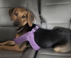 Reunited Female Dog last seen Neighborhood between Dominos and the gas station on the corner, Cherryville, NC 28021