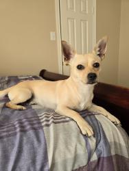 Reunited Male Dog last seen Near Fernchase Ct, Houston, TX 77095, USA, Houston, TX 77095
