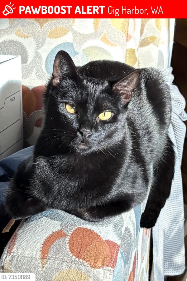 Lost Female Cat last seen Rosedale and 82nd Street Ct NW, by Rosedale Gardens, Gig Harbor, WA 98332