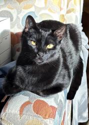 Lost Female Cat last seen Rosedale and 82nd Street Ct NW, by Rosedale Gardens, Gig Harbor, WA 98332