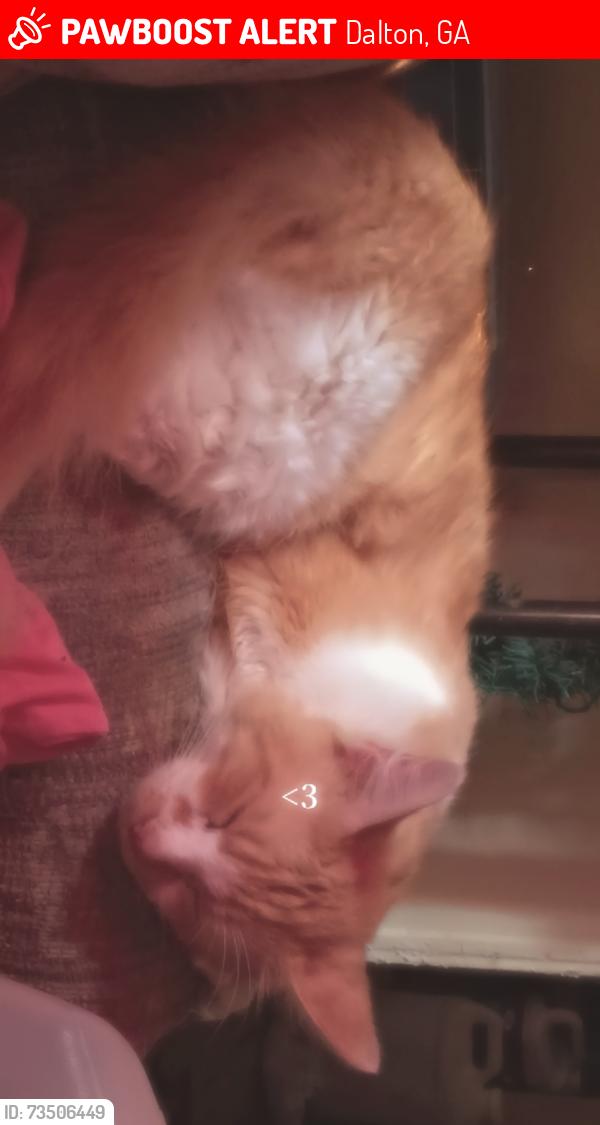 Lost Male Cat last seen Dawnville Road, Dalton, GA 30721