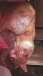 Lost Male Cat last seen Dawnville Road, Dalton, GA 30721