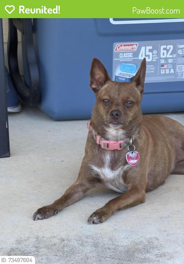 Reunited Female Dog last seen Manchaca Rd and FM 1626, Manchaca, TX 78652