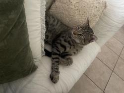 Lost Male Cat last seen Chaplin ln, Orlando, FL 32818