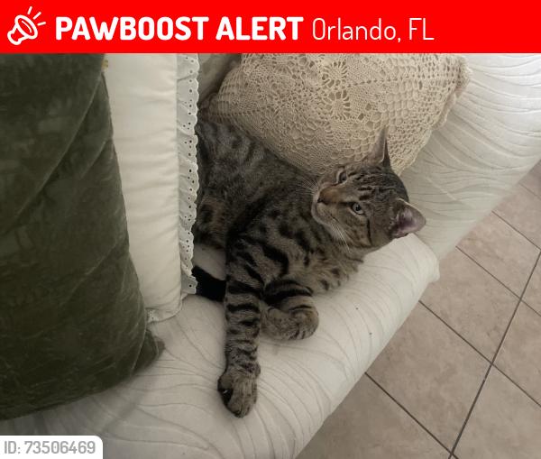 Lost Male Cat last seen Chaplin ln, Orlando, FL 32818