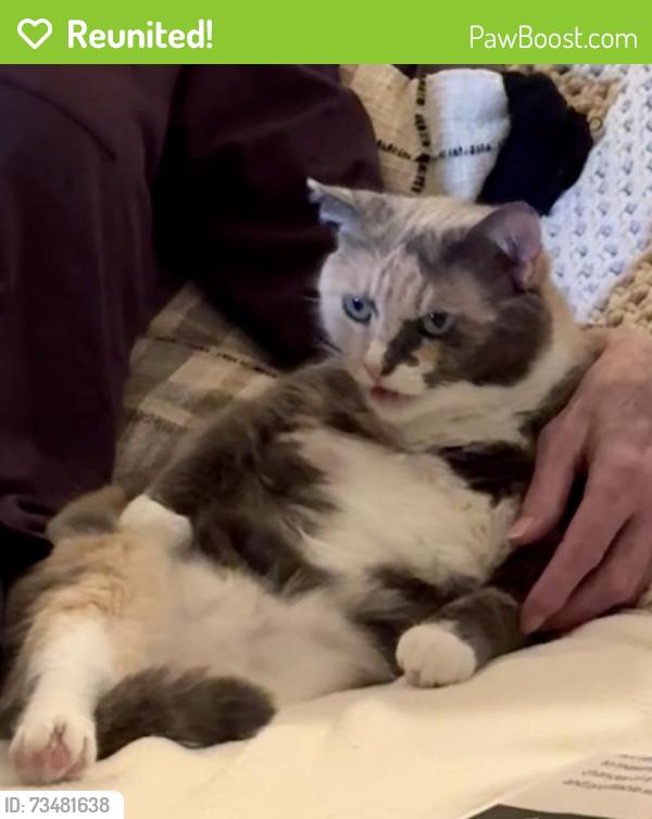 Reunited Female Cat last seen Walden Rd and Burning Tree Dr, Montgomery County, TX 77356