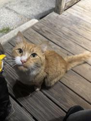 Found/Stray Male Cat last seen Royal St, Lowell Ma, Lowell, MA 01851