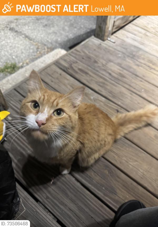 Found/Stray Male Cat last seen Royal St, Lowell Ma, Lowell, MA 01851