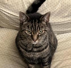 Reunited Male Cat last seen St. Helen’s Road, Hastings, England 