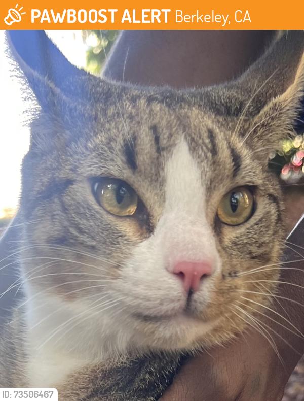 Found/Stray Male Cat last seen UCBerkeley campus, Berkeley, CA 94704