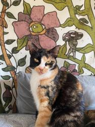 Reunited Female Cat last seen El Salido Pkwy, Anderson Mill Rd, Lake Creek Rd, El Salido Pool, Pecan Creek Rd, Austin, TX 78750