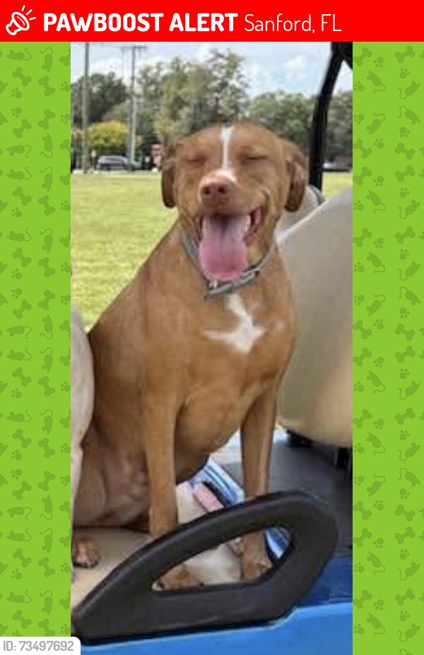 Lost Male Dog last seen Route 1792 and 18th street, Sanford, FL 32771