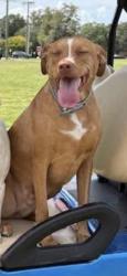 Lost Male Dog last seen Route 1792 and 18th street, Sanford, FL 32771