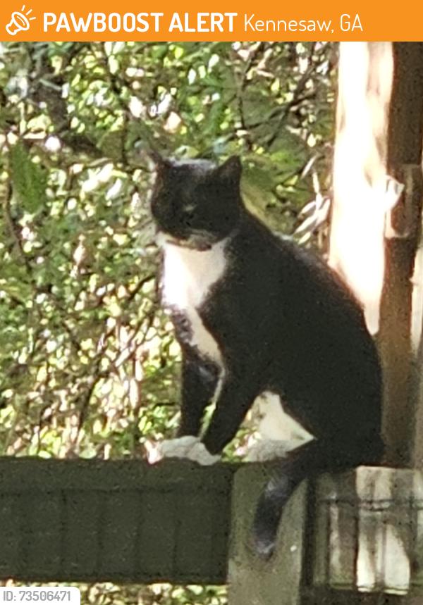 Found/Stray Unknown Cat last seen Ben King Rd., Kennesaw, GA 30144