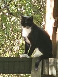 Found/Stray Unknown Cat last seen Ben King Rd., Kennesaw, GA 30144