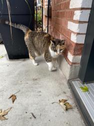 Found/Stray Female Cat last seen Rue des belges, Montréal, QC H2P 2B1