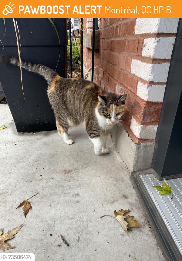 Found/Stray Female Cat last seen Rue des belges, Montréal, QC H2P 2B1