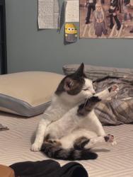 Reunited Male Cat last seen Snelling and Grand, Saint Paul, MN 55105