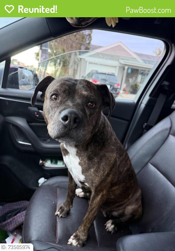 Reunited Female Dog last seen 38th and Jackson st, Denver, CO 80205
