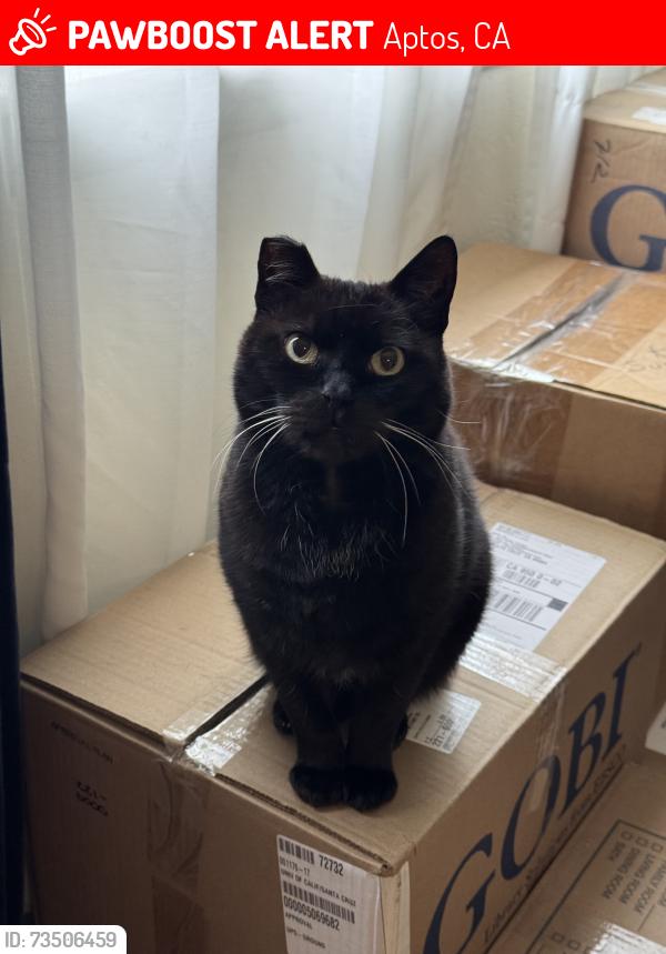 Lost Male Cat last seen Cuesta, Aptos, CA 95003