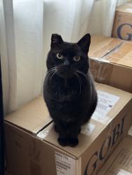 Lost Male Cat last seen Cuesta, Aptos, CA 95003