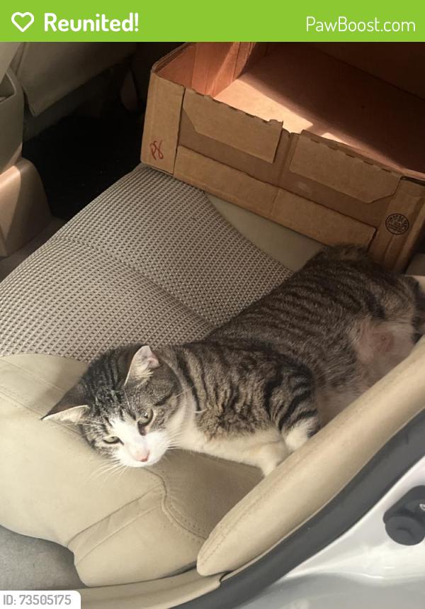 Reunited Female Cat last seen Near Kestrel Rd, Hockley, TX 77447, USA, Hockley, TX 77447