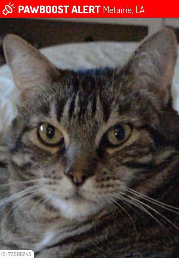 Lost Male Cat last seen Near Taft Park, Metairie, LA 70002
