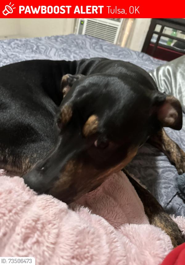 Lost Female Dog last seen E fifth Pl tulsa, Tulsa, OK 74112