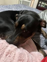 Lost Female Dog last seen E fifth Pl tulsa, Tulsa, OK 74112