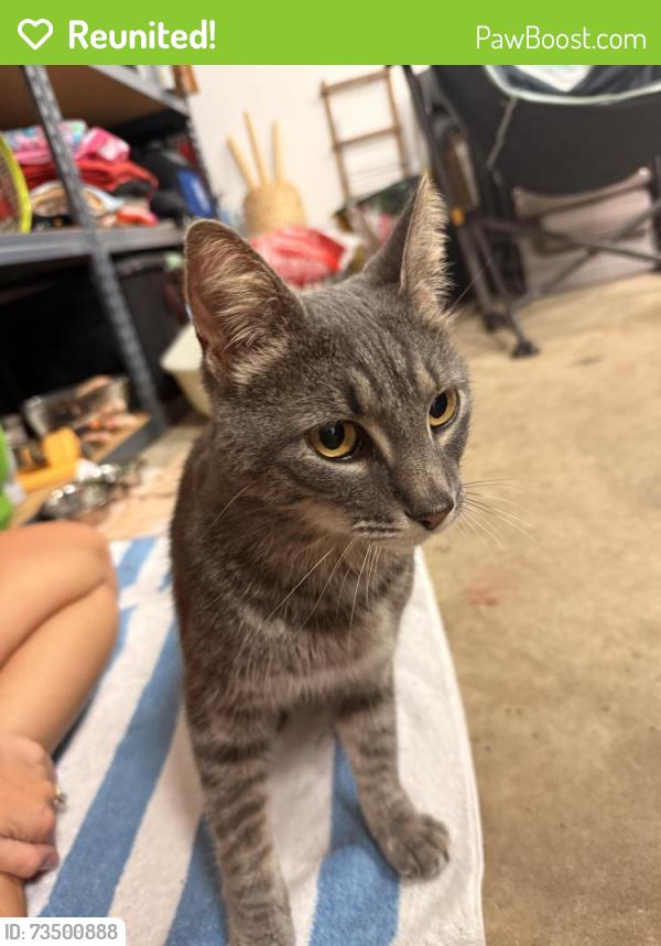 Reunited Unknown Cat last seen Near the Ross Early Learning building and Mean Green Mowers, Ross, OH 45013