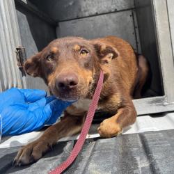 Shelter Stray Female Dog last seen , 2451 N Expressway 281, Edinburg, TX 78541, USA