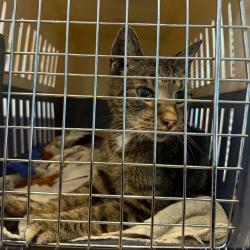 Shelter Stray Female Cat last seen , 1244 N Delsea Dr, Vineland, NJ 08360, USA