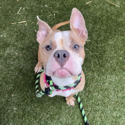Shelter Stray Female Dog last seen , Animal Care & Control Team of Philly, 111 W Hunting Park Ave, Philadelphia, PA 19140, USA