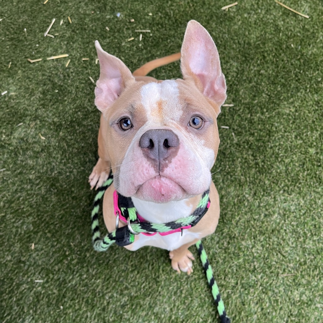 Shelter Stray Female Dog last seen , Animal Care & Control Team of Philly, 111 W Hunting Park Ave, Philadelphia, PA 19140, USA