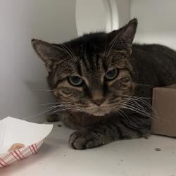Shelter Stray Female Cat last seen , Animal Care & Control Team of Philly, 111 W Hunting Park Ave, Philadelphia, PA 19140, USA