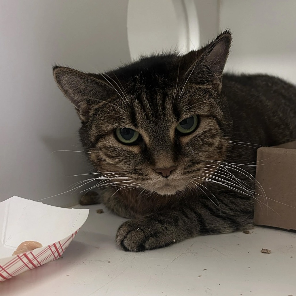 Shelter Stray Female Cat last seen , Animal Care & Control Team of Philly, 111 W Hunting Park Ave, Philadelphia, PA 19140, USA