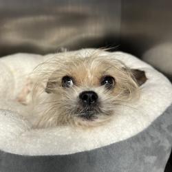 Shelter Stray Female Dog last seen , Animal Care & Control Team of Philly, 111 W Hunting Park Ave, Philadelphia, PA 19140, USA