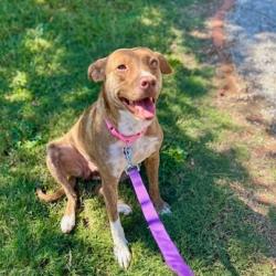 Shelter Stray Female Dog last seen , 328 Furman Hall Rd, Greenville, SC 29609, USA