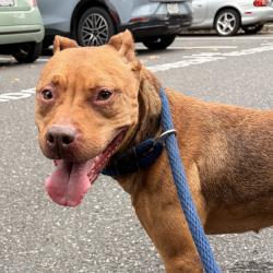 Shelter Stray Female Dog last seen , Animal Care & Control Team of Philly, 111 W Hunting Park Ave, Philadelphia, PA 19140, USA