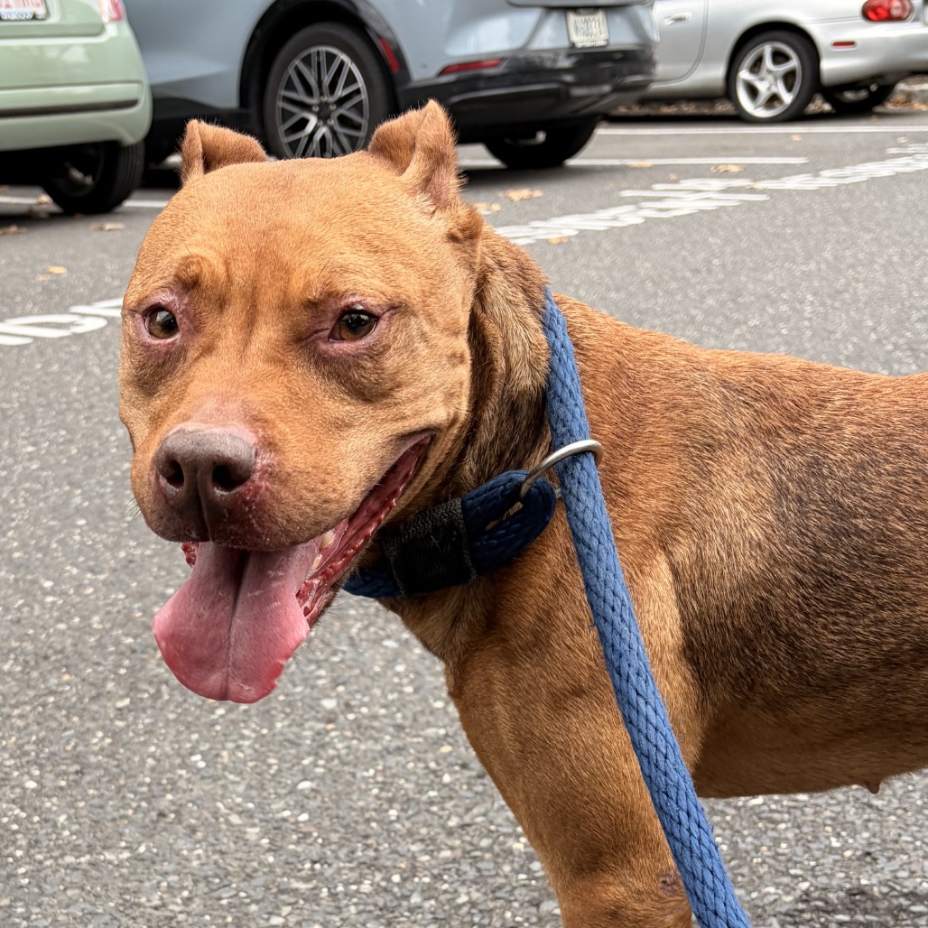 Shelter Stray Female Dog last seen , Animal Care & Control Team of Philly, 111 W Hunting Park Ave, Philadelphia, PA 19140, USA
