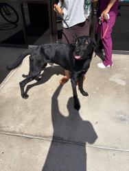 Found/Stray Male Dog last seen Dallas Tollway (Tom Thumb), Dallas, TX 75287